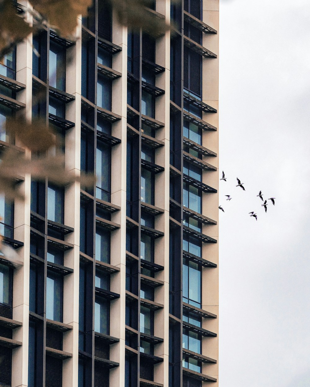 flock of bird flying near high rise building during daytime