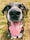 short-coated black dog