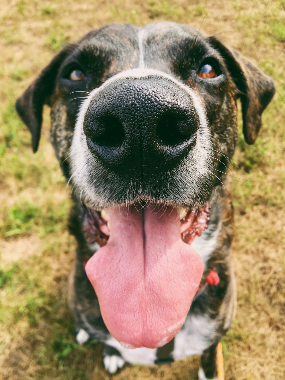 short-coated black dog