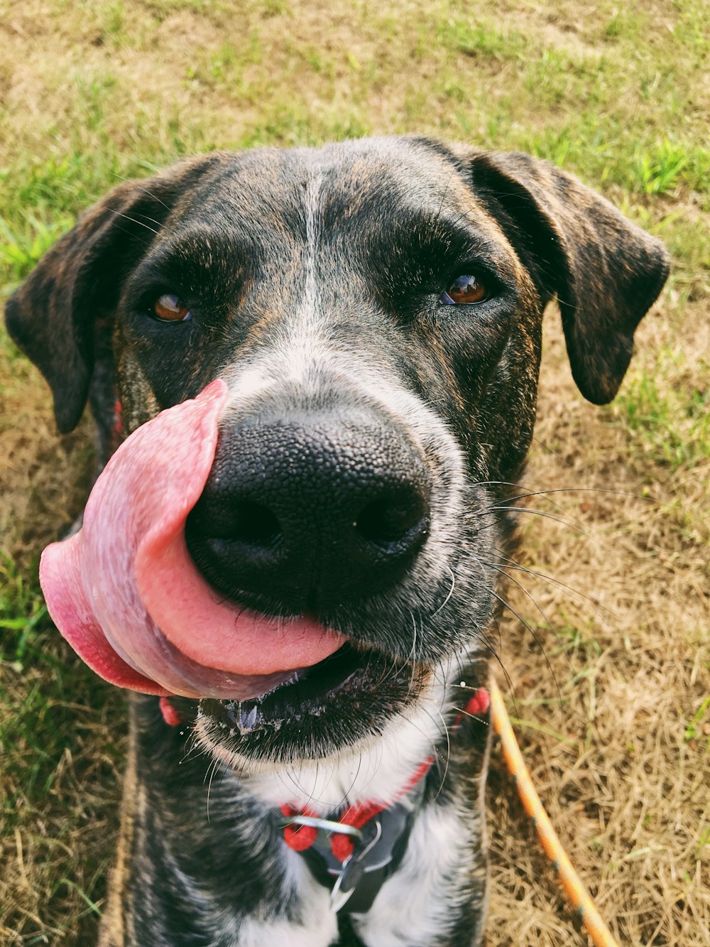 short-coated black dog