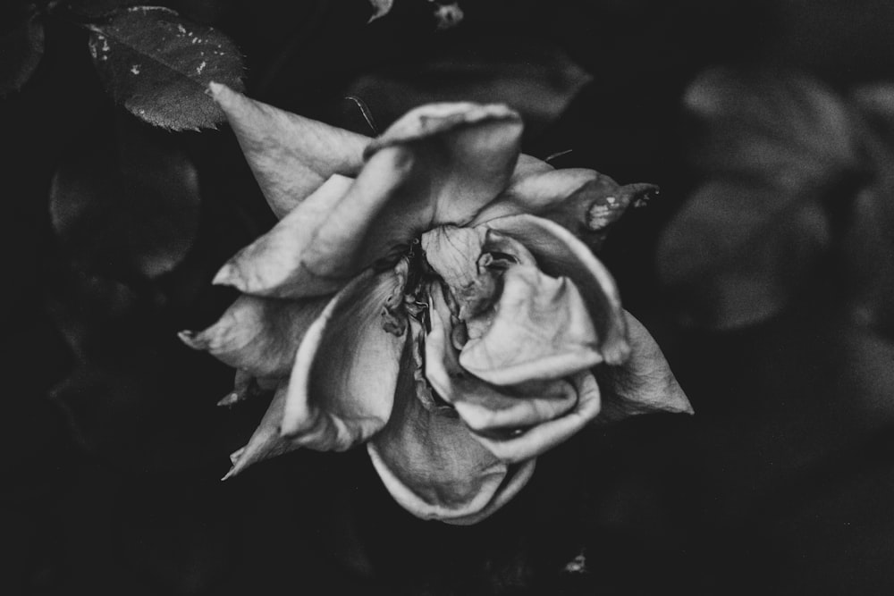 grayscale photography of flowers