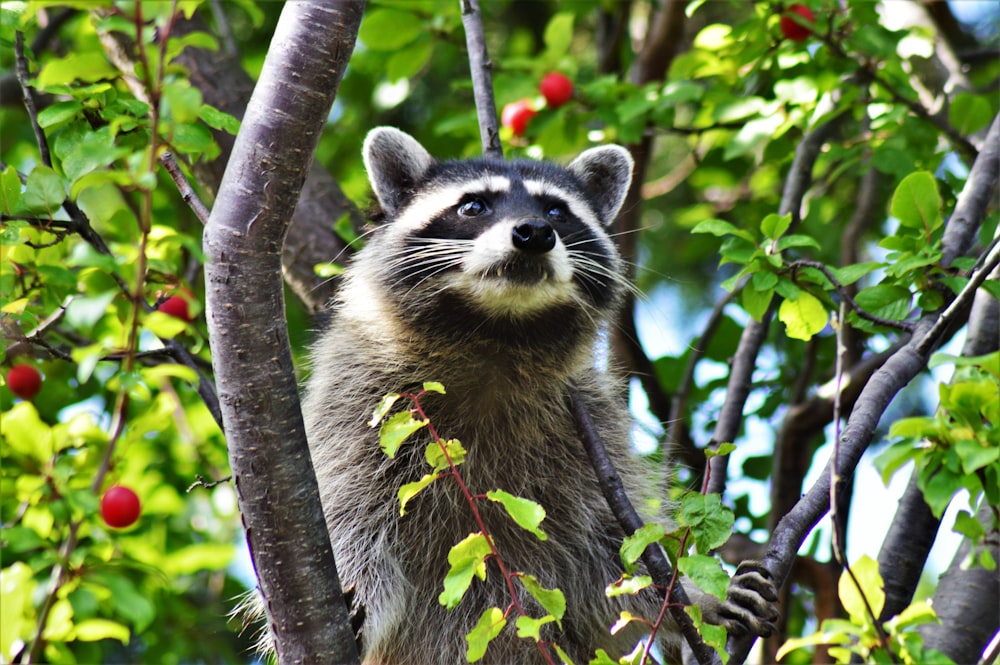 black and white raccoon