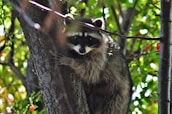 A raccoon clings to the trunk of a tree surrounded by lush green foliage and small red fruits. The animal has a distinctive black mask across its eyes and a bushy tail. Sunlight filters through the leaves, creating a dappled pattern on the raccoon's fur.