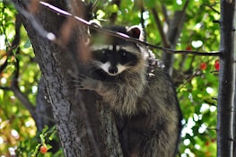 A raccoon clings to the trunk of a tree surrounded by lush green foliage and small red fruits. The animal has a distinctive black mask across its eyes and a bushy tail. Sunlight filters through the leaves, creating a dappled pattern on the raccoon's fur.
