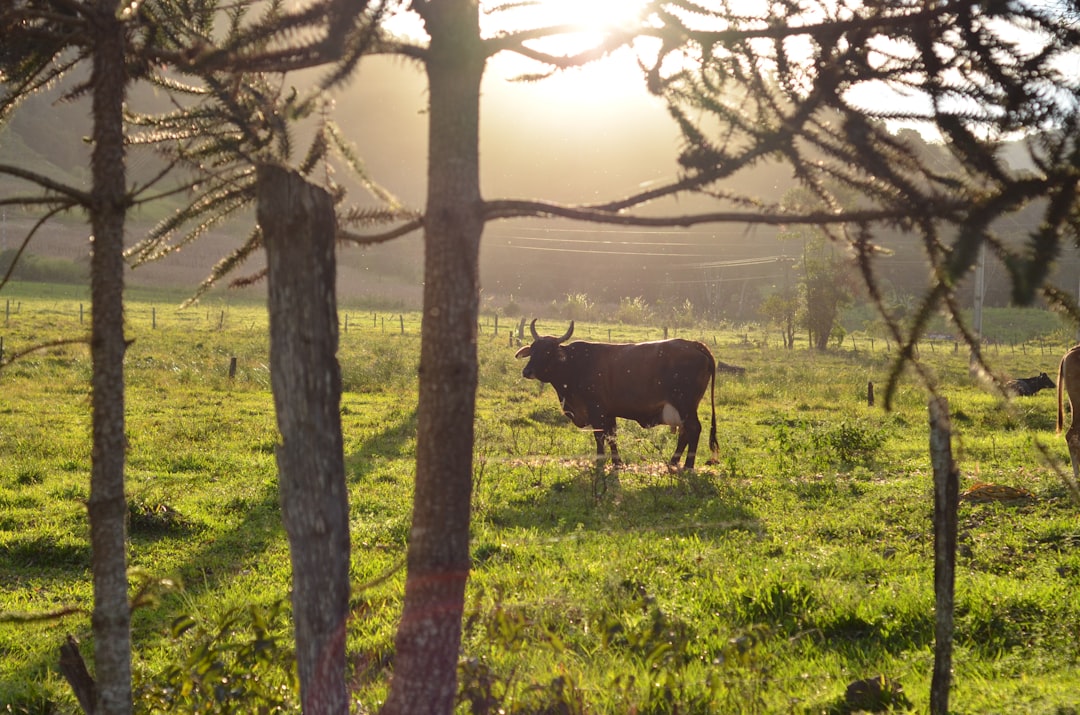 brown cow on field