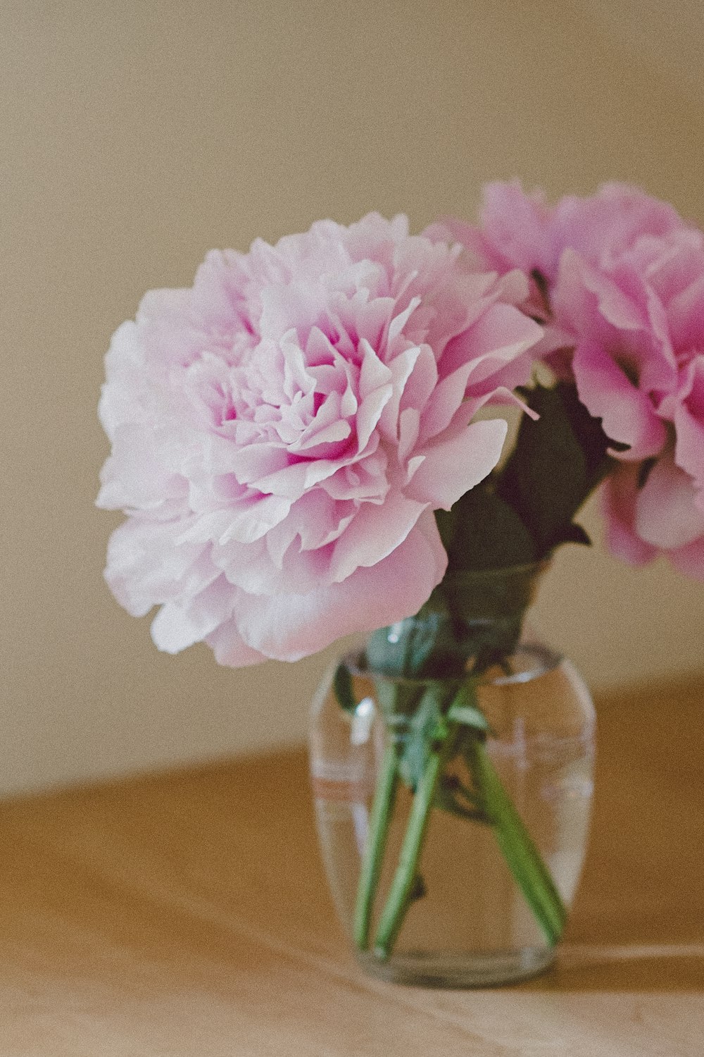 pink petaled flower