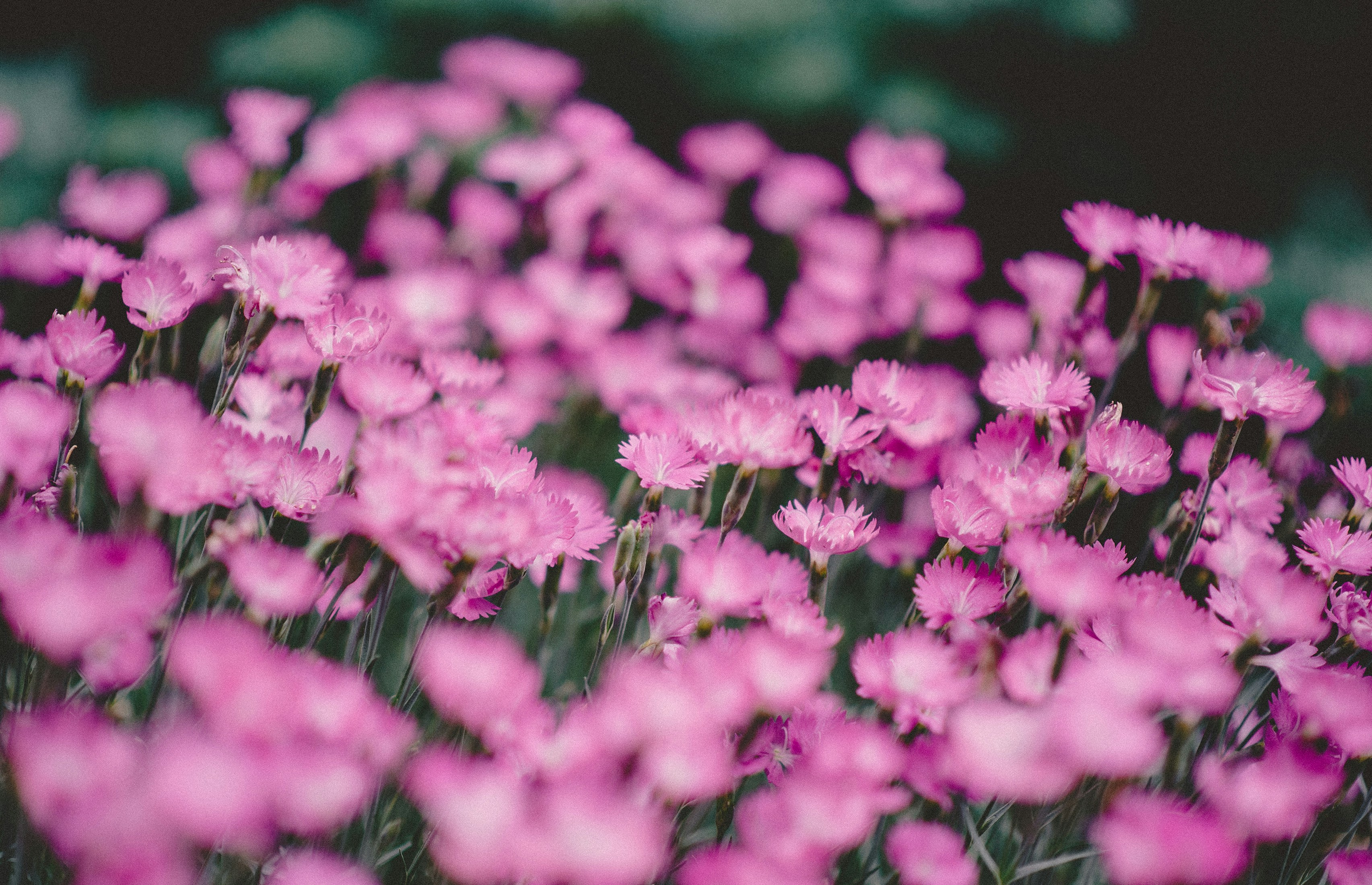 Photo by tiffanyrebecca