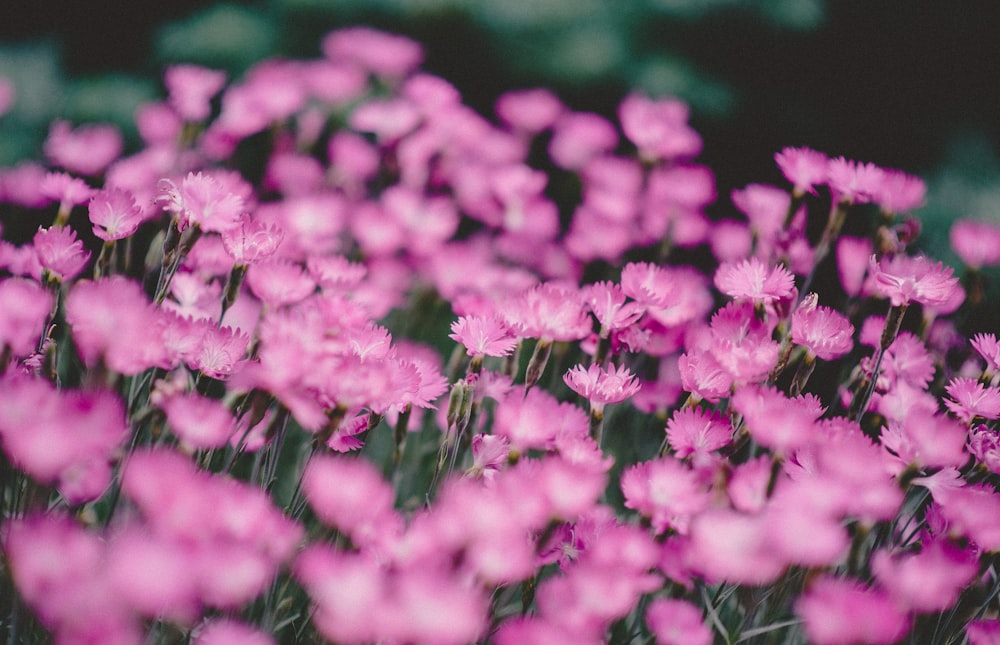 pink-petaled flower