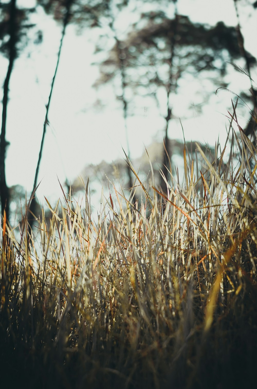 beige leaves