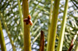Close-up of ripe dates hanging on a palm tree under warm sunlight.