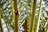Close-up of a group of dates hanging on a palm tree branch with blurred palm fronds in the background.