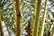 Close-up of a group of dates hanging on a palm tree branch with blurred palm fronds in the background.