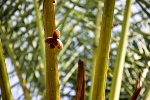 Close-up of a group of dates hanging on a palm tree branch with blurred palm fronds in the background.