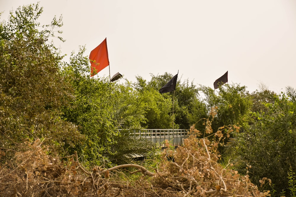 three red and black country flags near green-leafed tres
