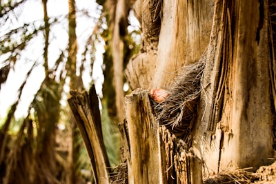 A close-up view of the textured bark and rough fronds of a palm tree. The sun casts light on the fibrous strands, creating a warm and earthy color palette. Part of a fruit or seedpod is nestled among the fibers, adding a touch of color.