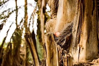 A close-up view of the textured bark and rough fronds of a palm tree. The sun casts light on the fibrous strands, creating a warm and earthy color palette. Part of a fruit or seedpod is nestled among the fibers, adding a touch of color.