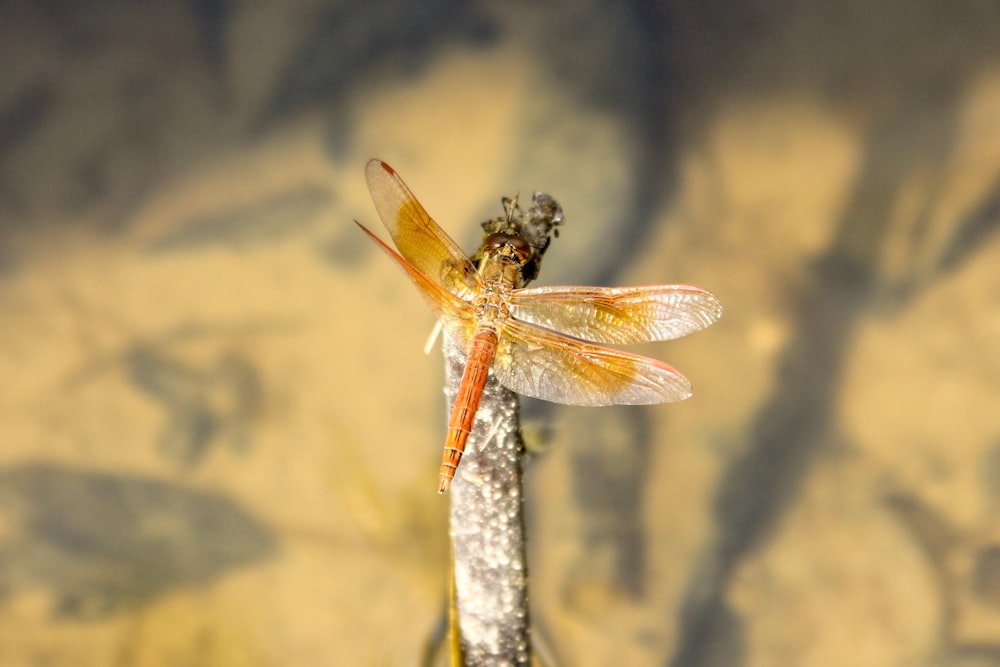 yellow dragonfly