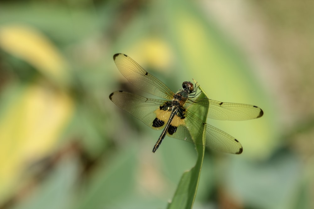 selective focus photography of black dragonfly