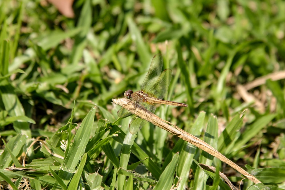 brown dragonfly