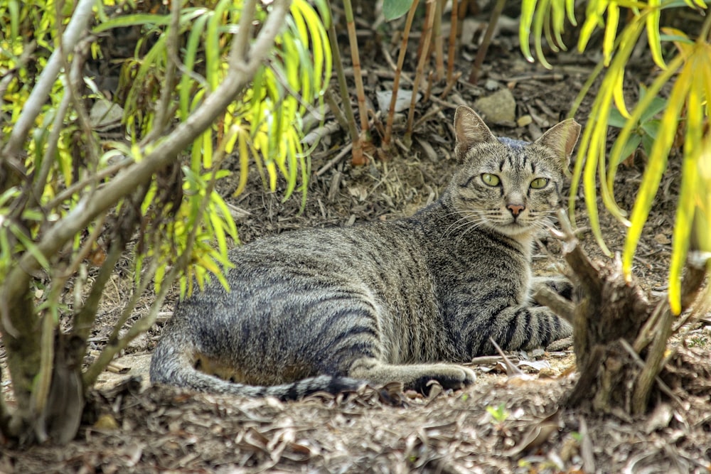 brown tabby cat