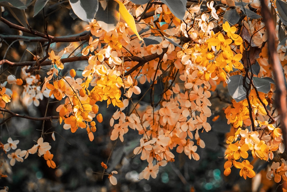 yellow and brown petaled flowers