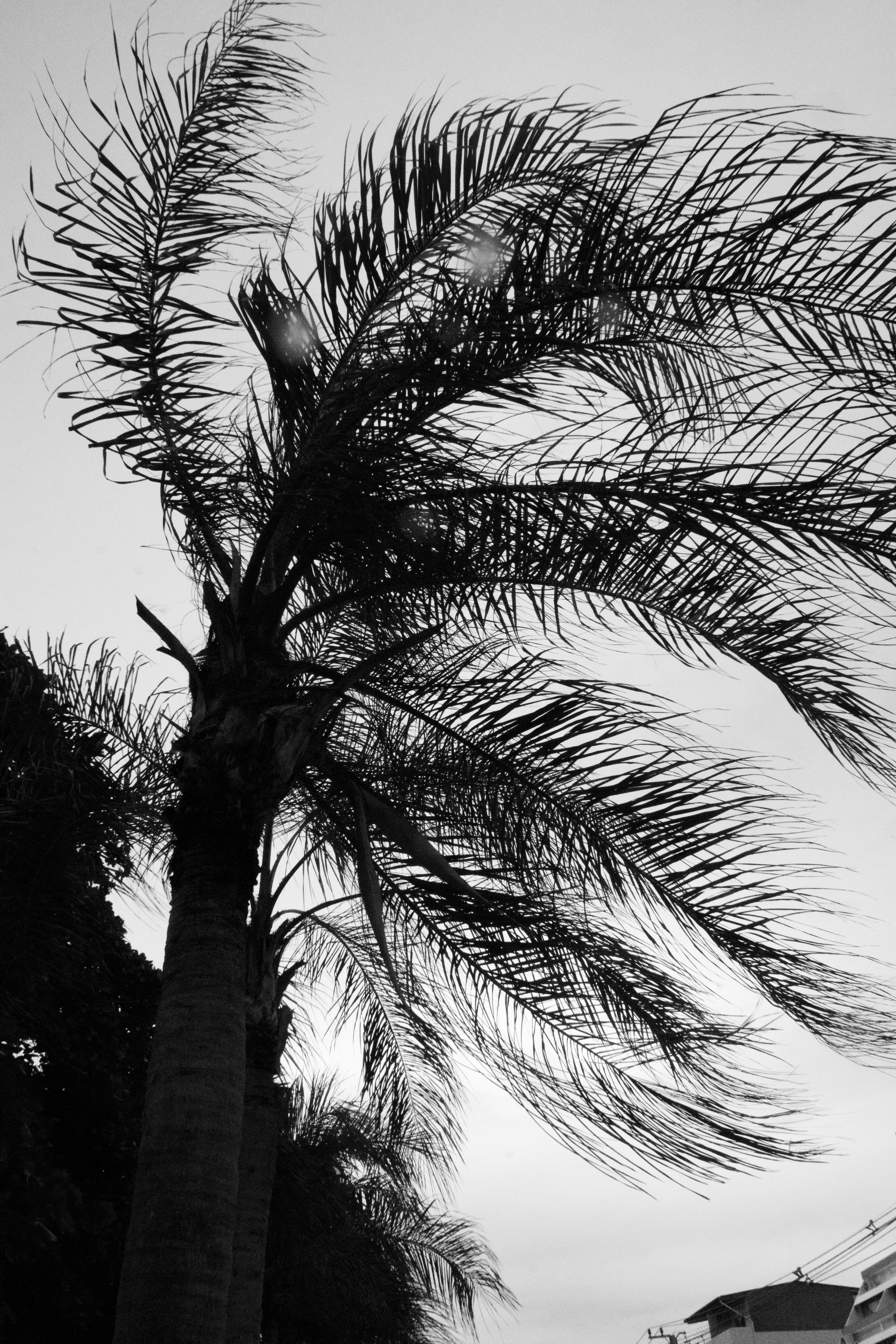 ヤシの木のシルエットの写真 Unsplashで見つけるグレーの無料写真