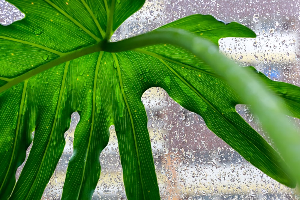 green leafed plant