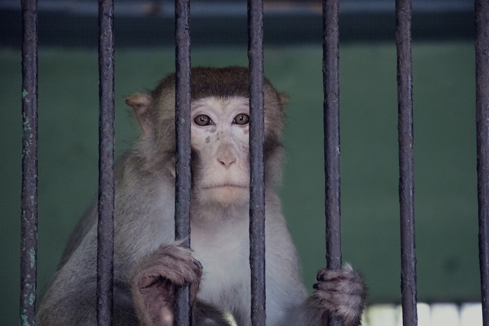 monkey on cage