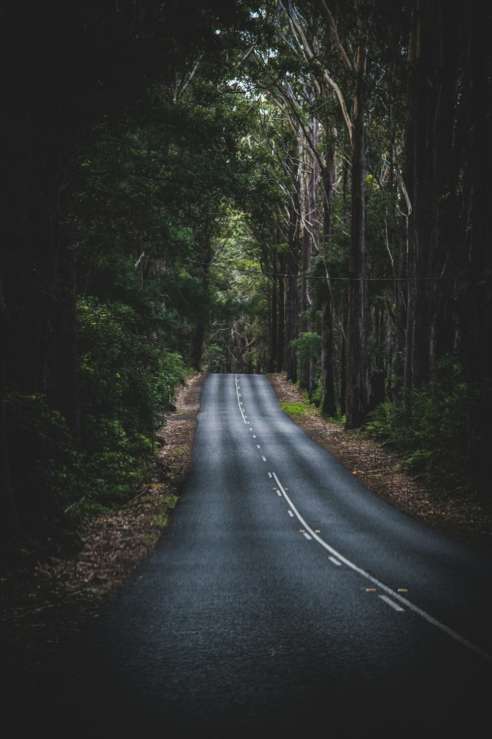 Straße mitten im Wald