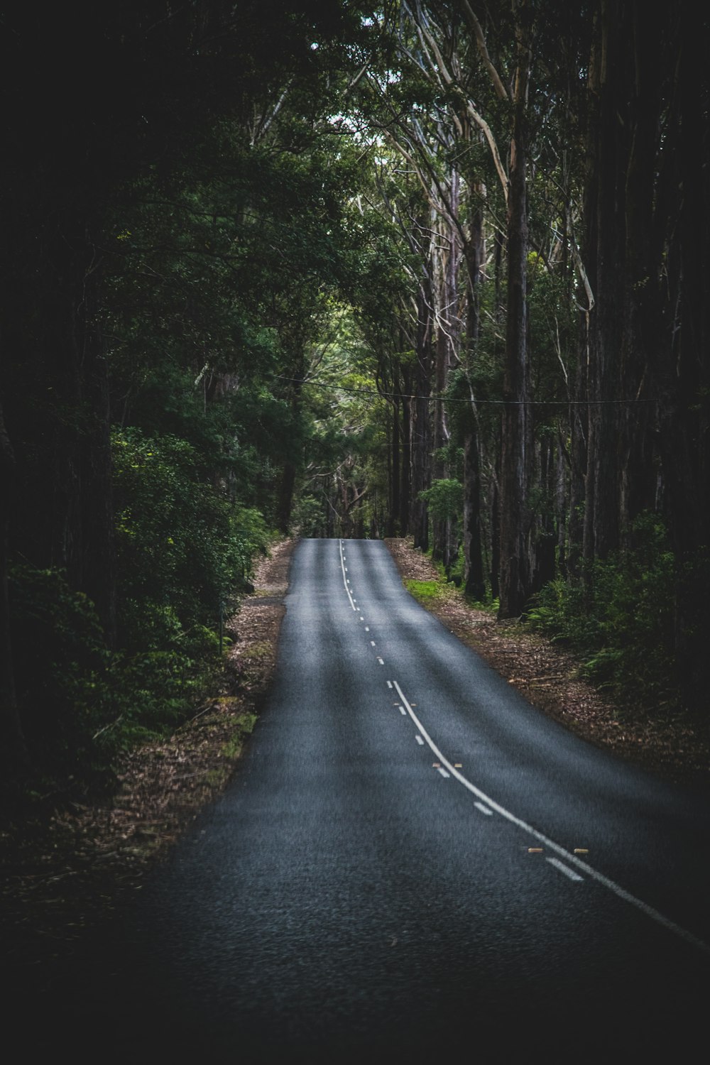 road in the middle of the forest