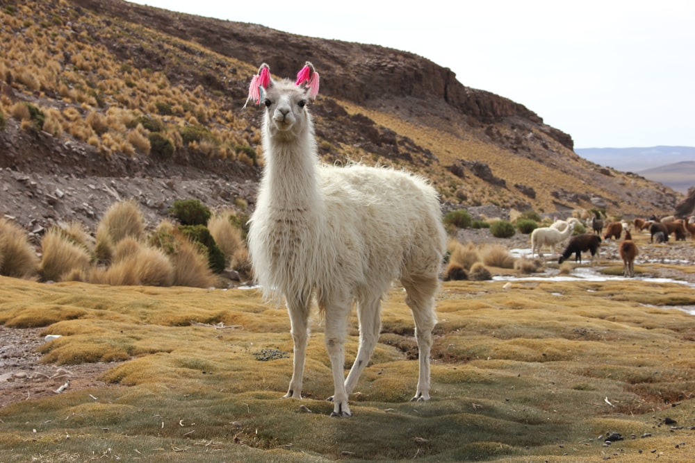 white llama