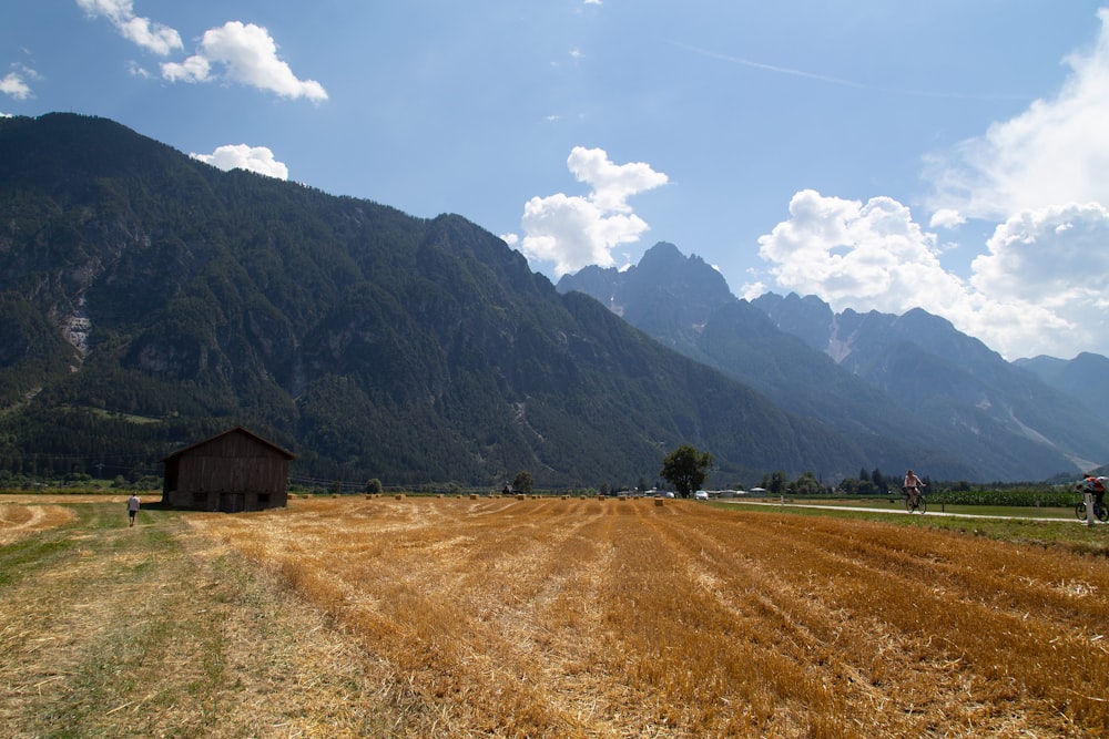 green and brown grass field