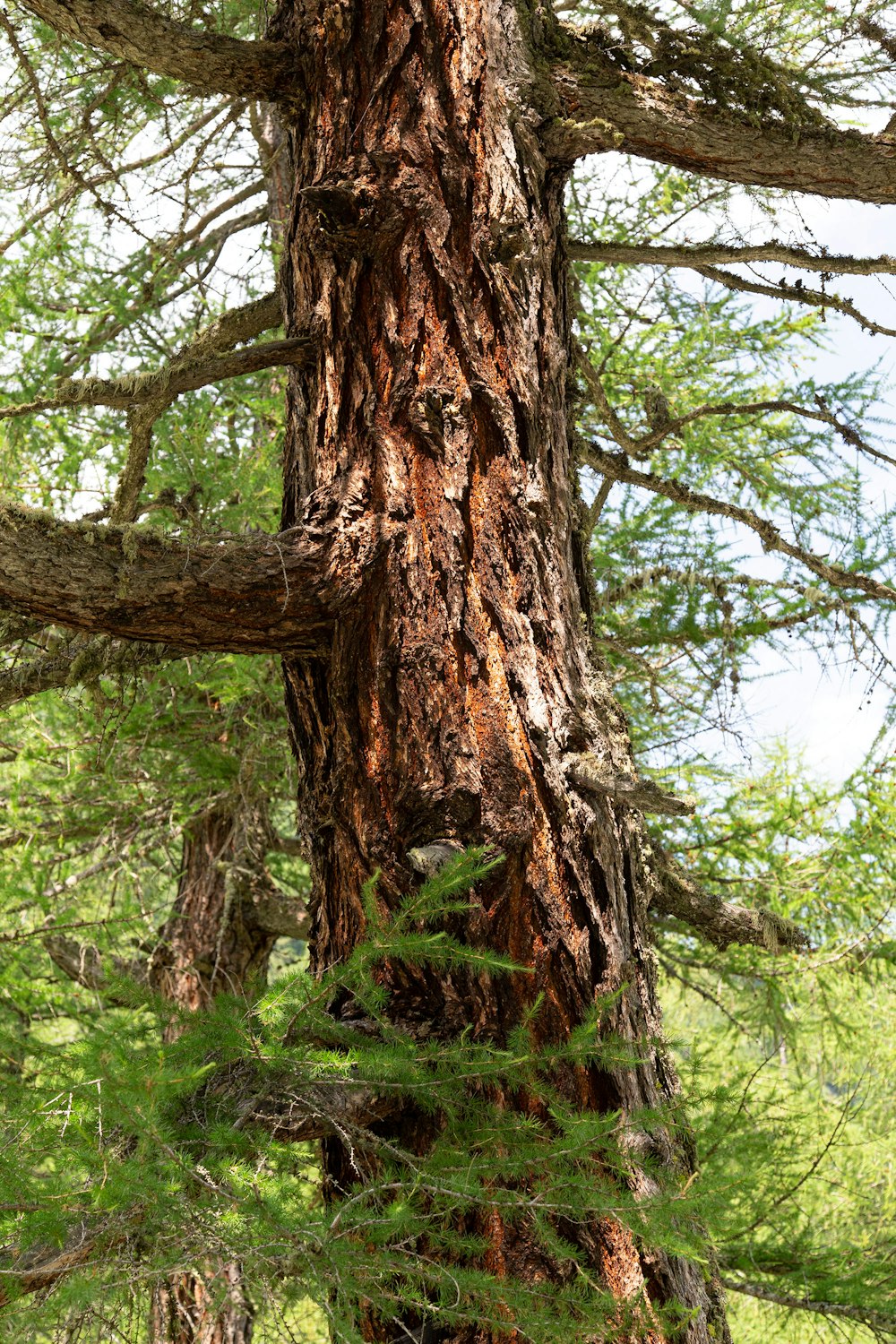 green pine tree