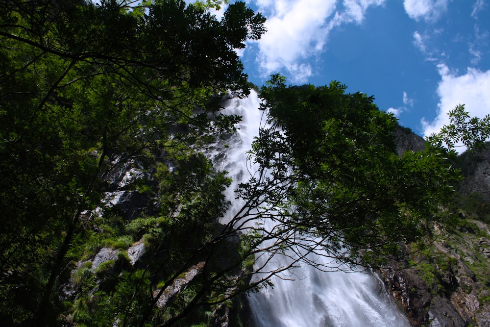 green trees and waterfall