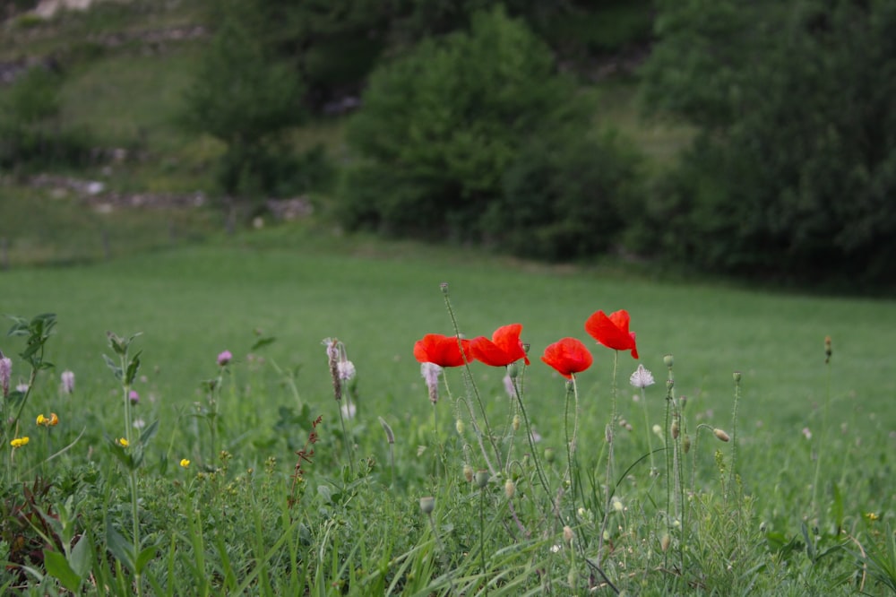 red and white flowers on grass near trees