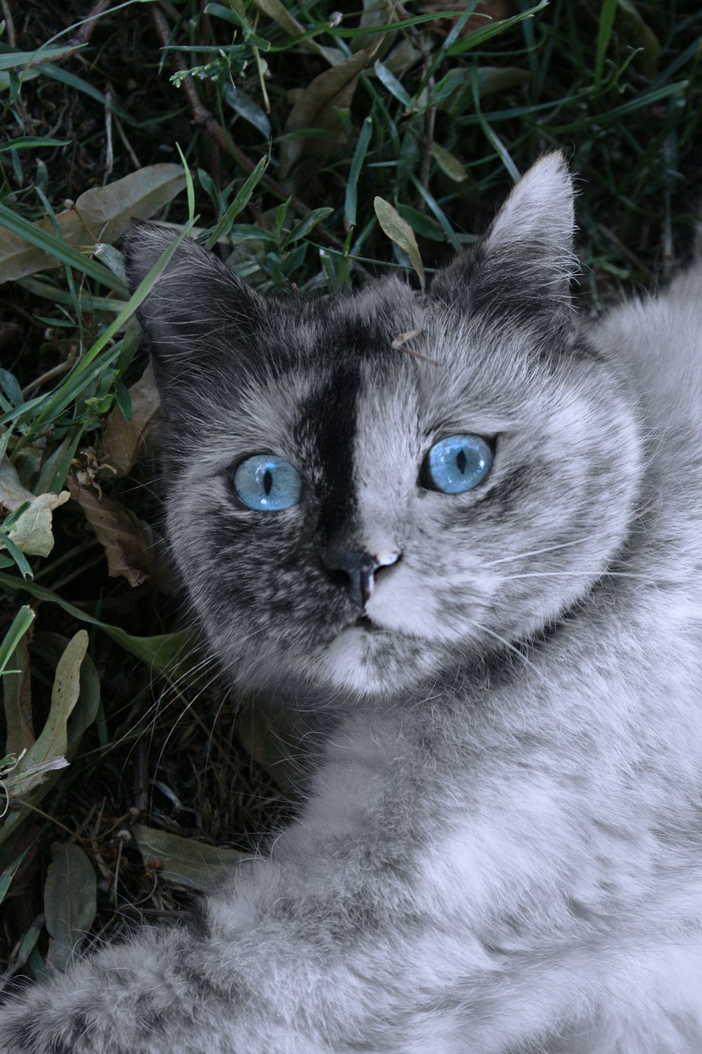 white and black cat