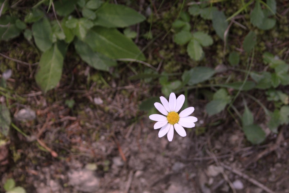 daisy flower photograph