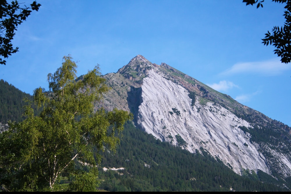 tree cover mountain photography