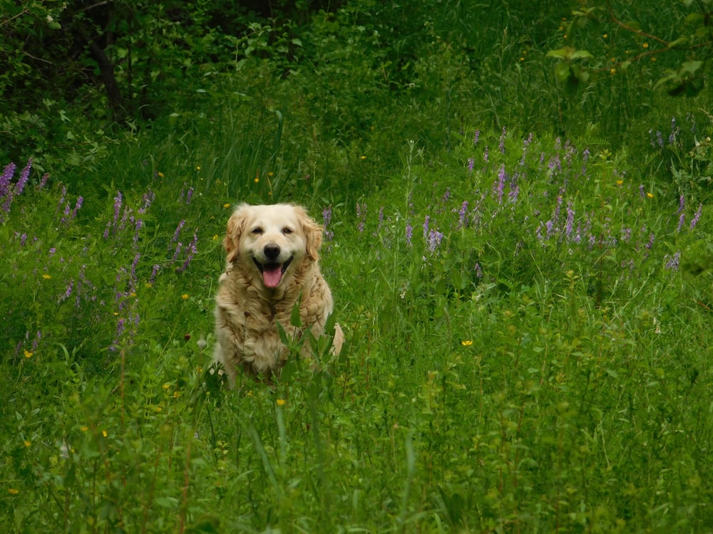 brown long-coated dog close-up photography