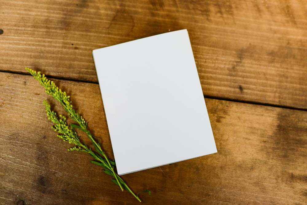 papel branco ao lado da planta verde na superfície de madeira