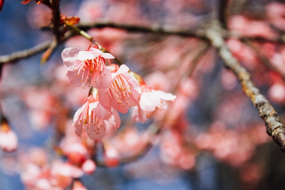 selective focus photography of pink-leafed tree
