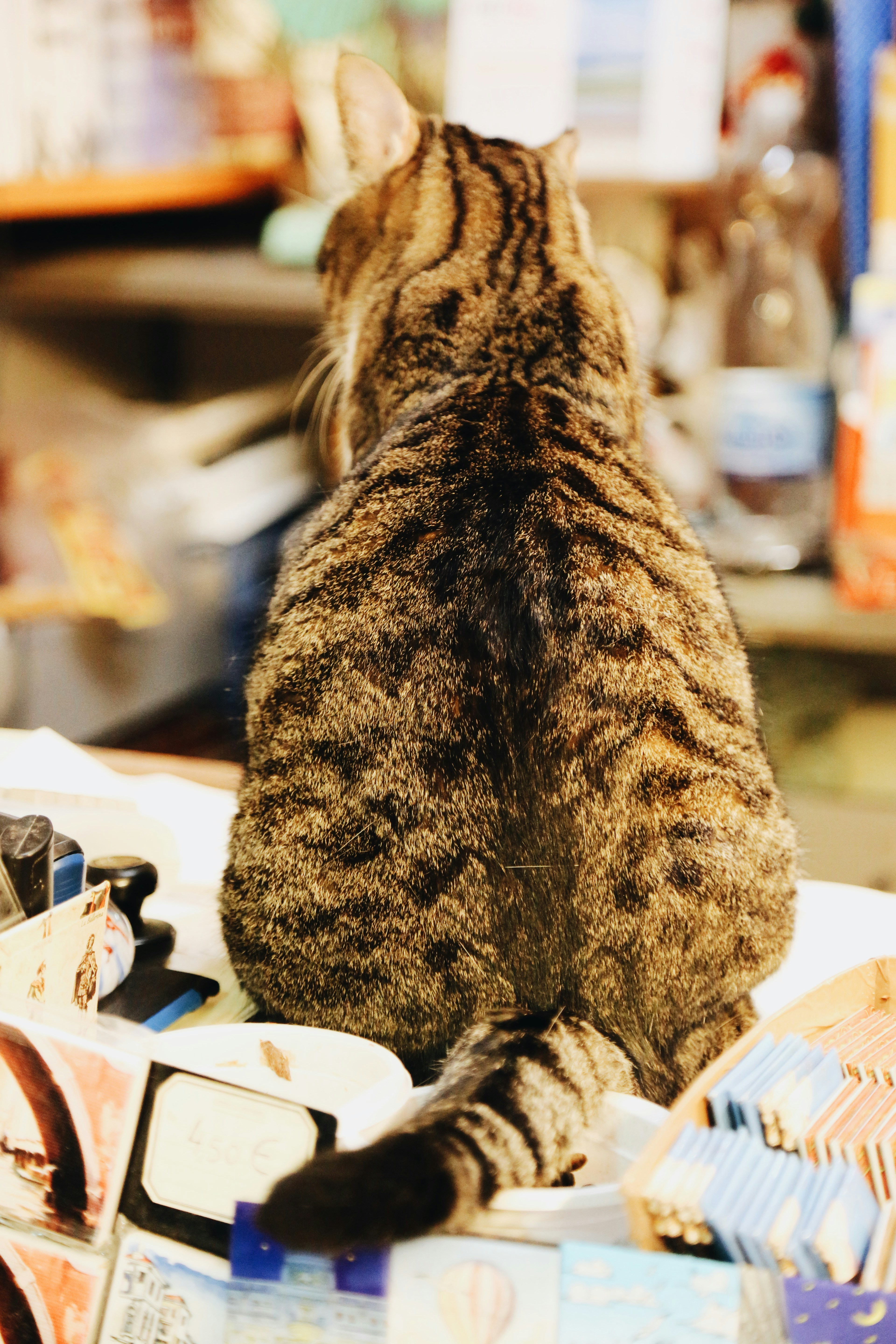 selective focus photo of sitting brown tabby cat