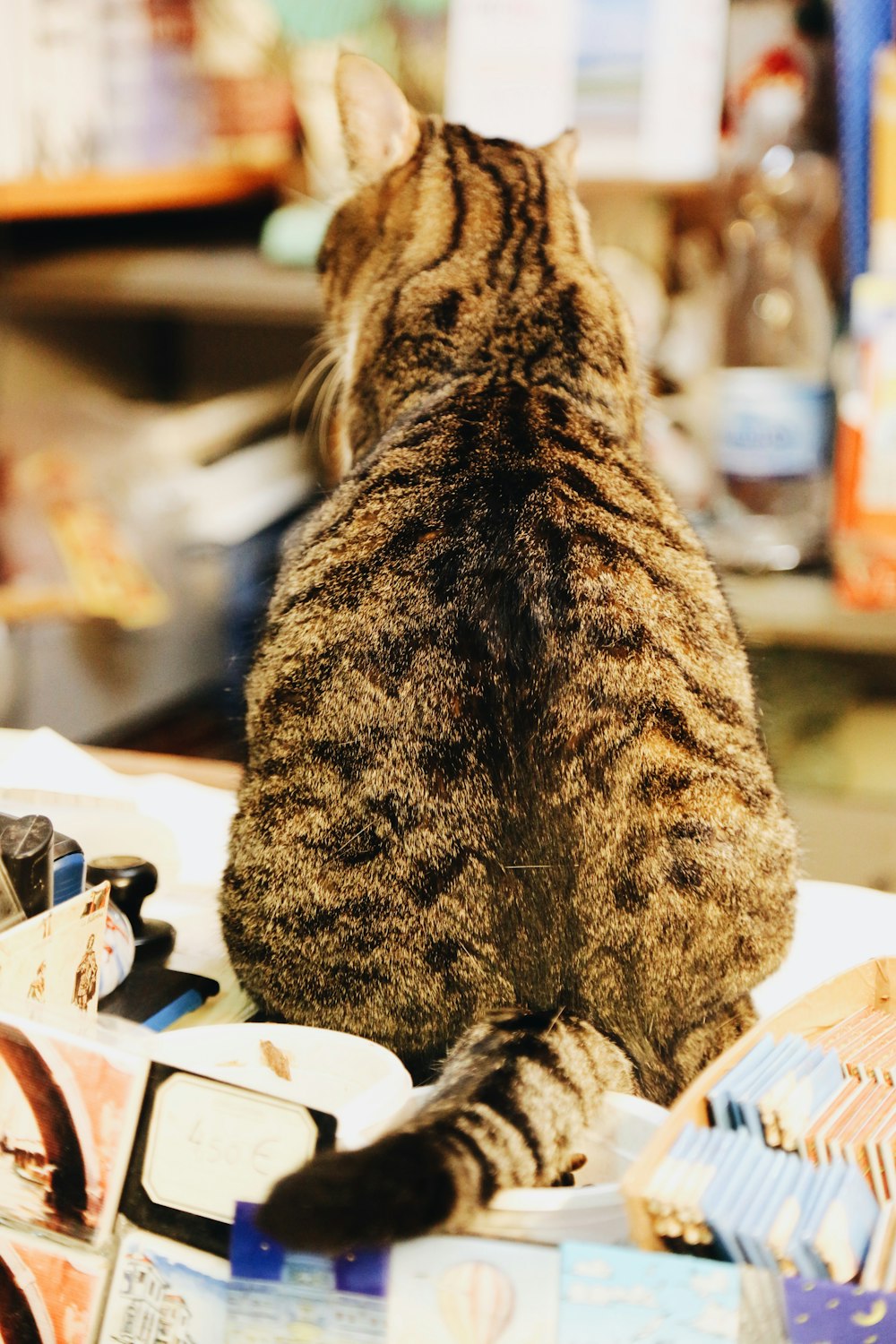 selective focus photo of sitting brown tabby cat