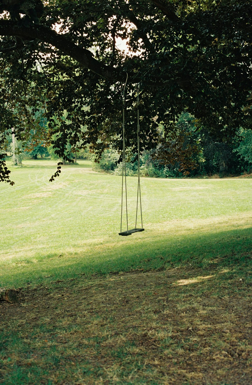 swing tied from tree branch on grass field