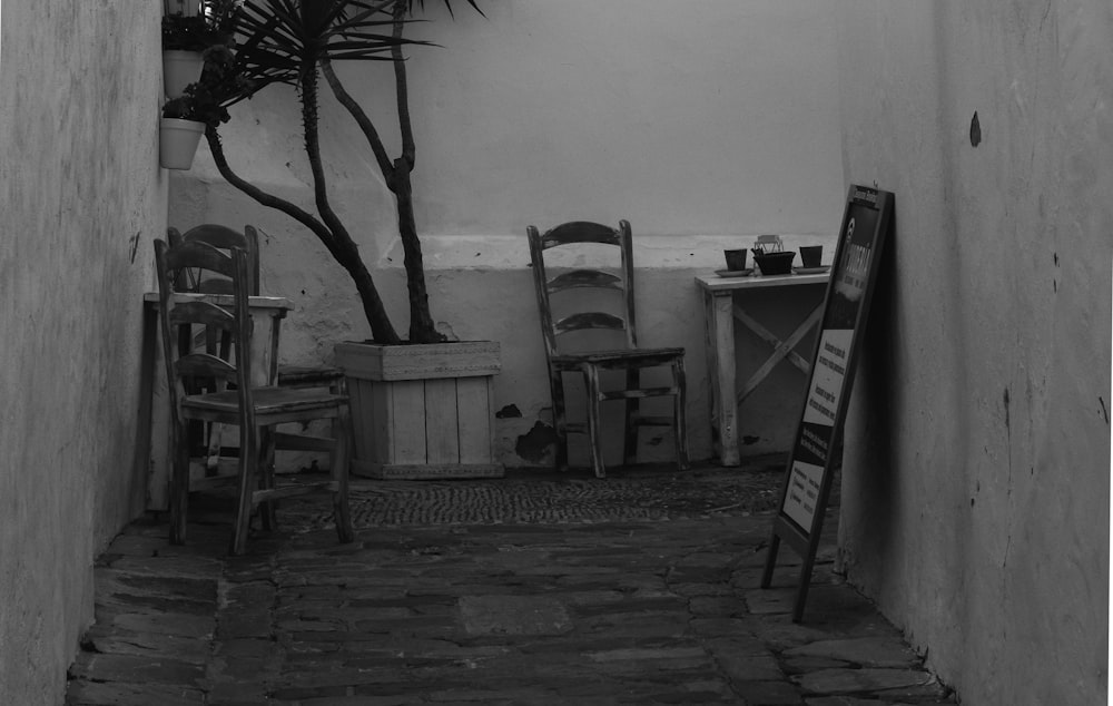 grayscale photography of wooden ladderback chairs and potted plant