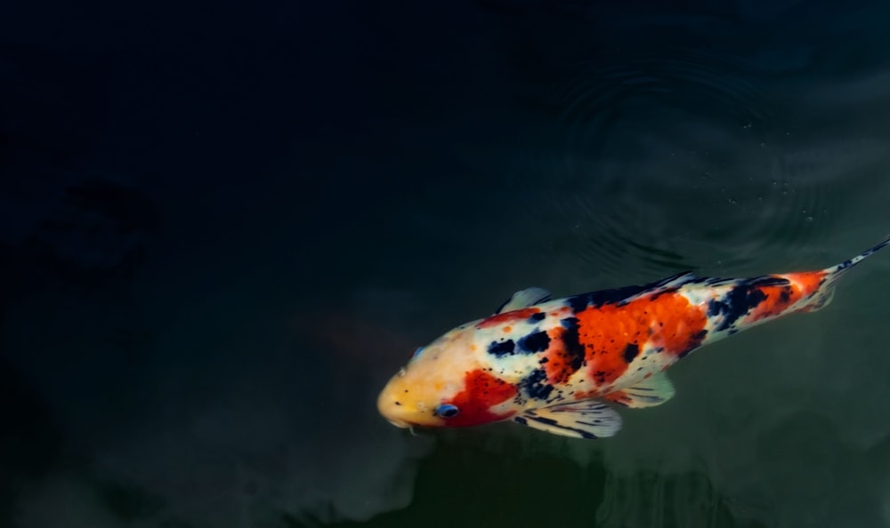 주황색, 흰색, 검은색 잉어 물고기