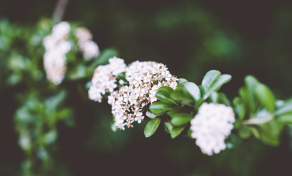 selective focus photo of white flowers