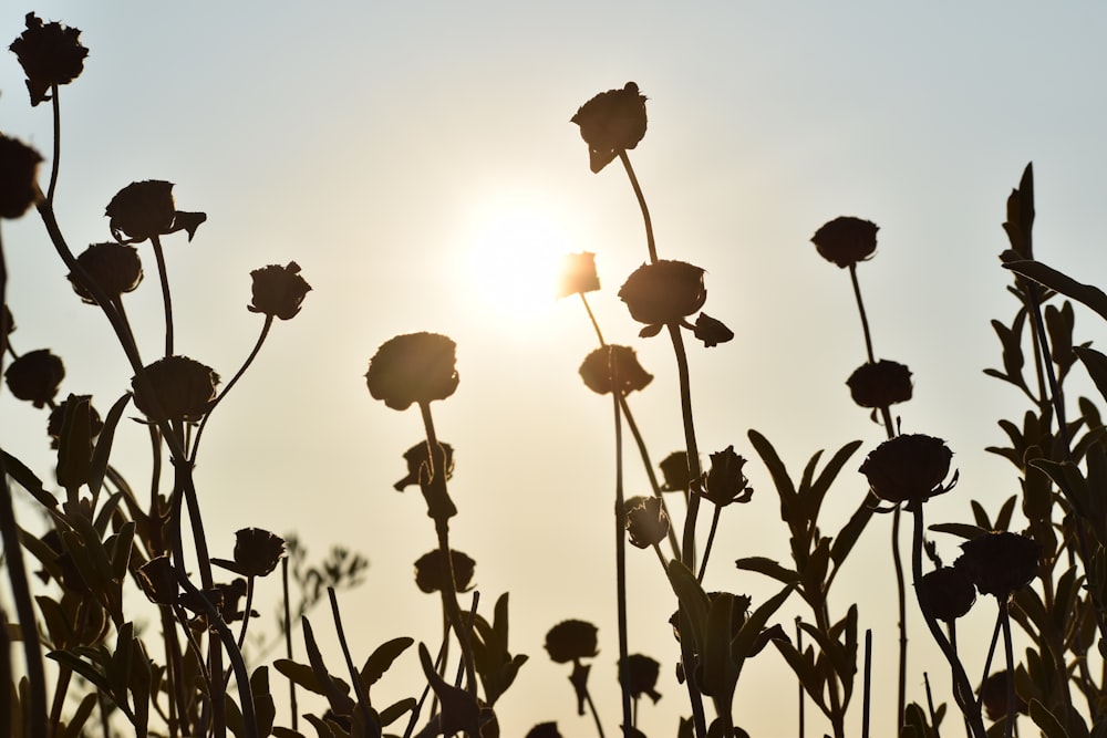 silhouette photography of plants