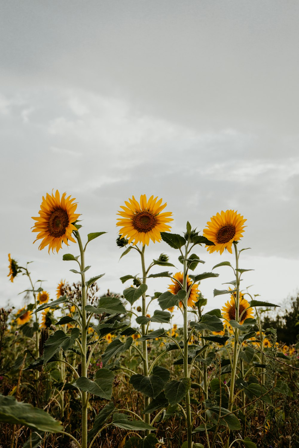 bed of sunflowers