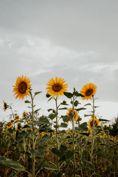 bed of sunflowers